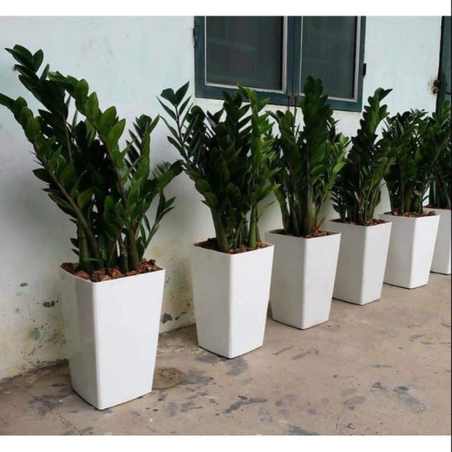 Combo 3 Chậu Vuông Kt 25X40