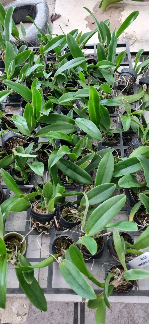 HOA LAN CATT MÃ 455 CÂY GIỐNG Cao 7-12Cm