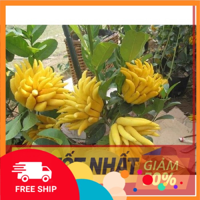 Cây PHẬT THỦ ghép, cho trái sớm, trái cực đẹp, tốt cho sức khỏe, giá trị kinh tế cao