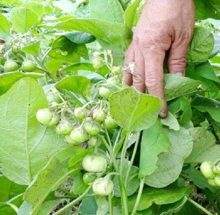 Green Ca Phao Seeds - 0.2 Gram Package