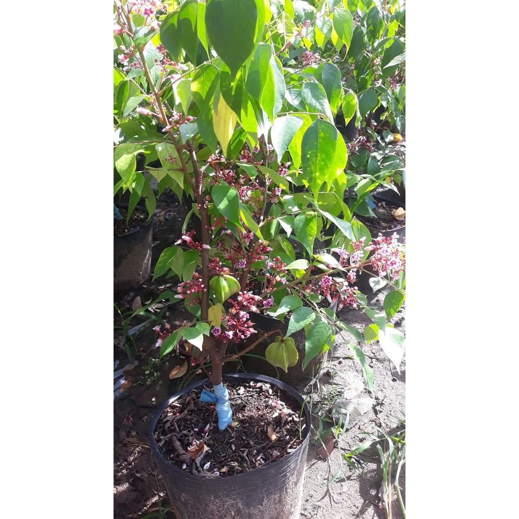 cây giống khế ngọt ( cây ghép siêu sớm trái)