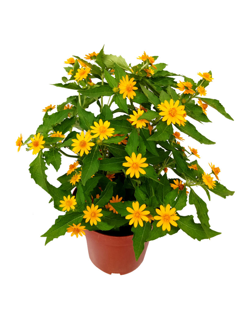 Cây Hoa Cúc Mặt Trời, Chậu Hoa