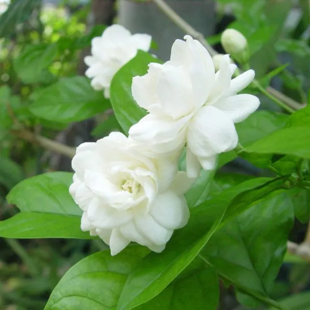 Cây hoa nhài ta hay hoa lài hoa trắng cánh kép dễ trồng hoa quanh năm - FREE SHIP TỪ 50K