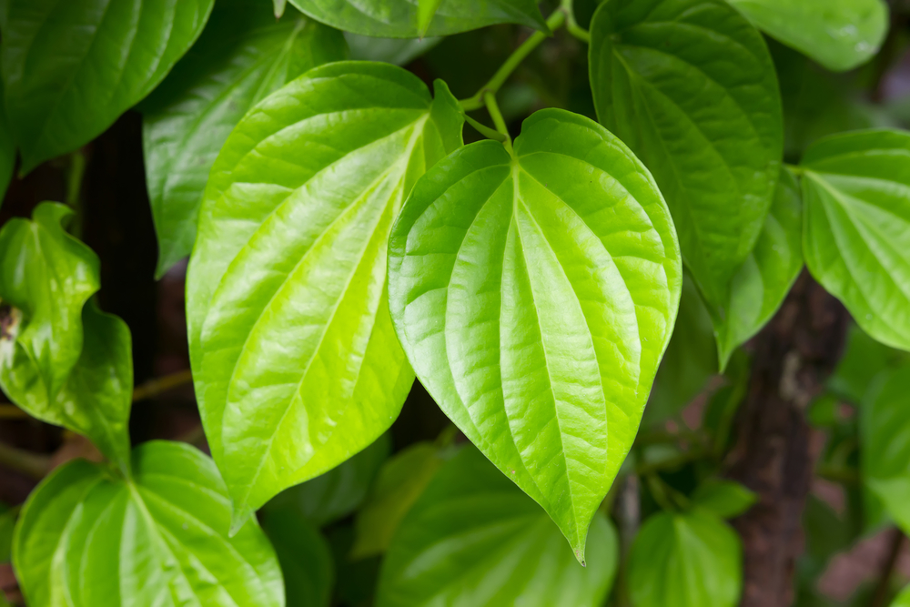 DUNG DỊCH VỆ SINH QUÝ PHI