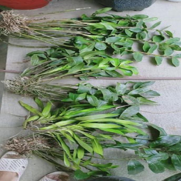 Sản Phẩm Hoa lan kiều vuông( cây đẹp,tết cho hoa)