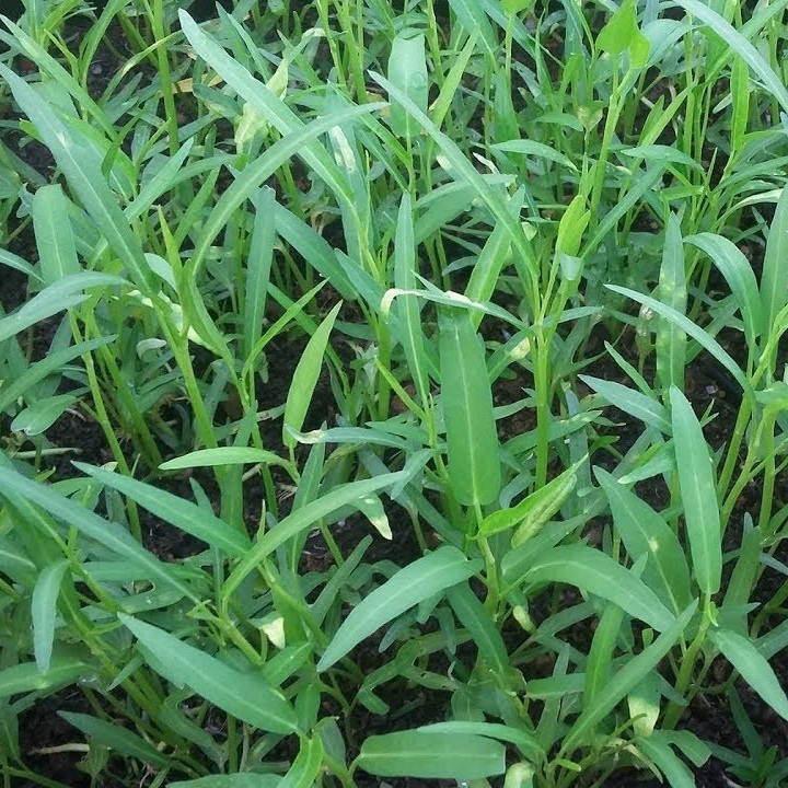 Hạt giống rau muống gói 100gr