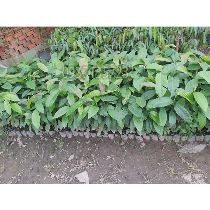 [HCM]COMBO 5 CÂY DẦU -CÂY GIỐNG