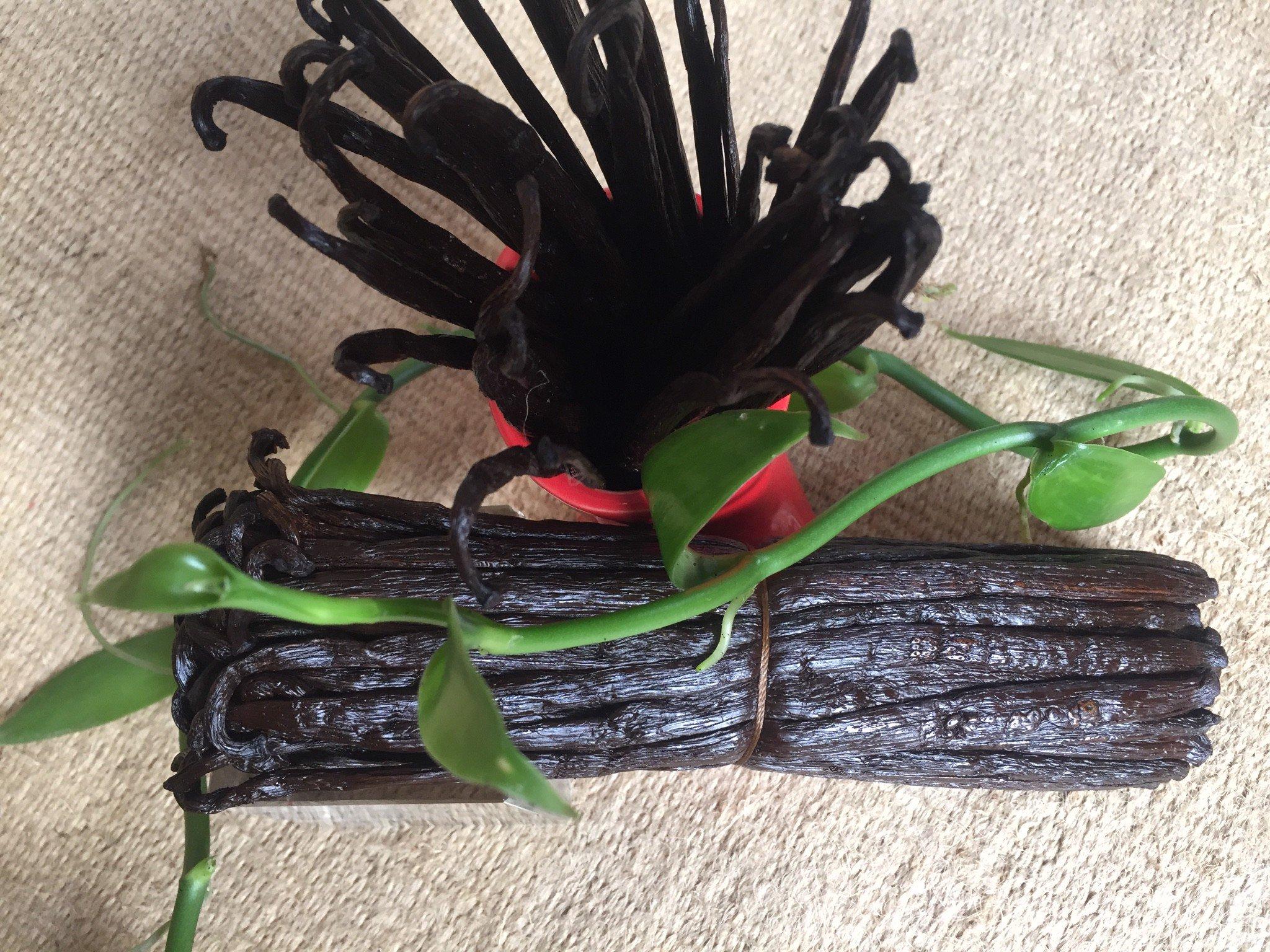Quả Vanilla Madagascar Thượng hạng (SET 25 GRAMS)