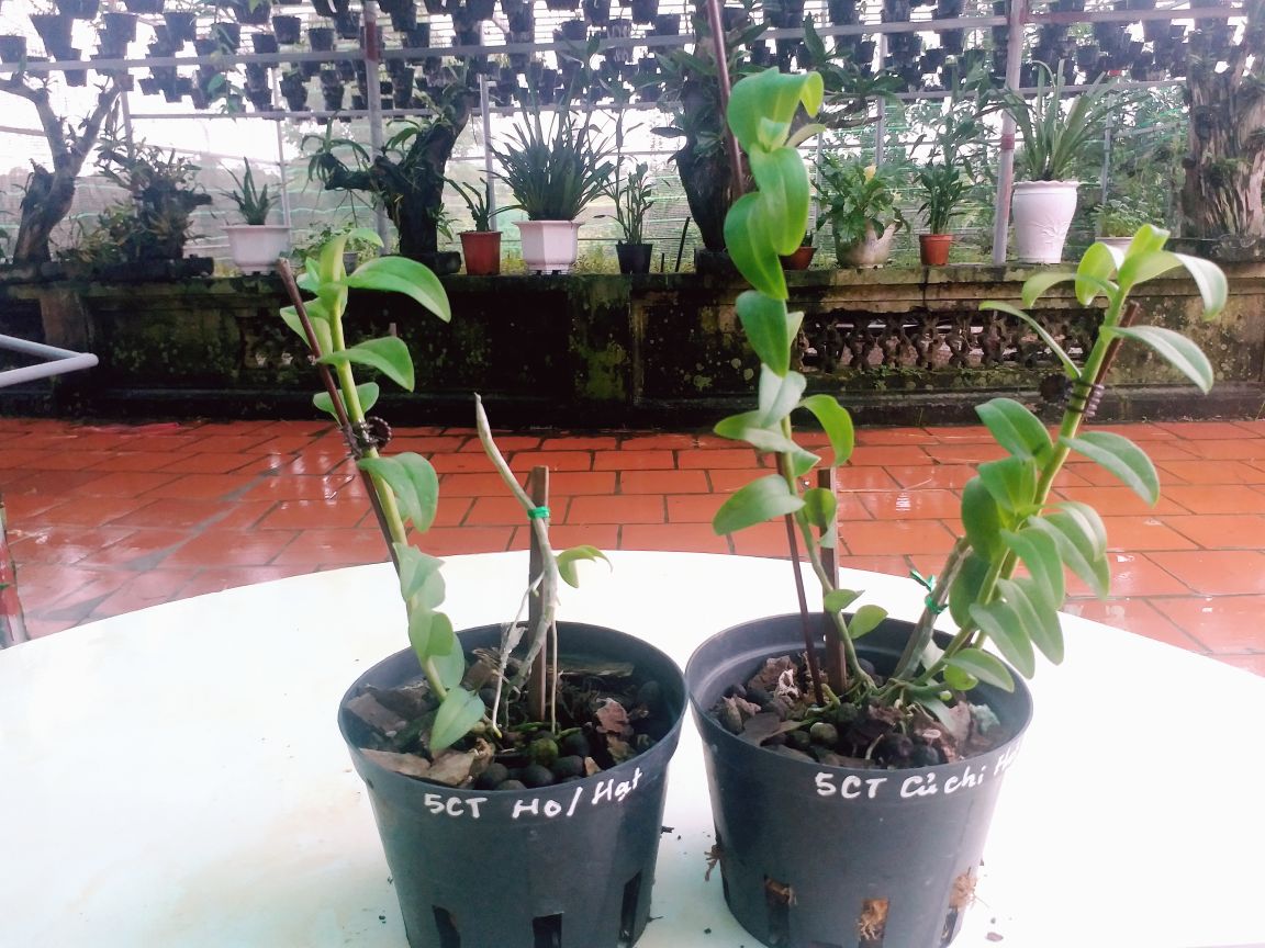 2 CHẬU CÂY GIỐNG HOA LAN 5CT HO VÀ 5CT CỦ CHI CÂY GIỐNG TUYỂN CHỌN