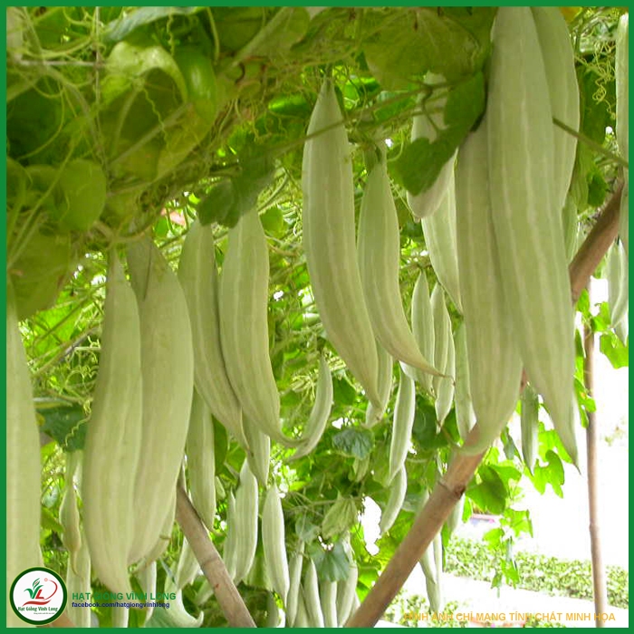 Hạt giống khổ qua tây ( Khổ qua tây trắng ) - Gói 2gram