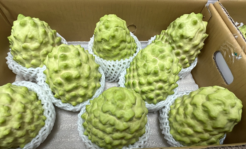 Cây giống na dai thái ( mãng cầu na thái)
