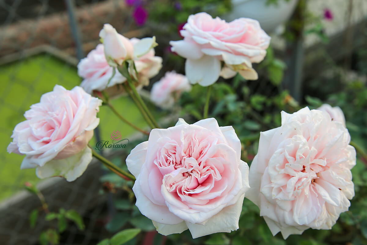 CÂY GIỐNG HỒNG CỔ SA PA THIÊN HA ĐẸP LOÀI HOA CỔ NHẤT VIỆT NAM