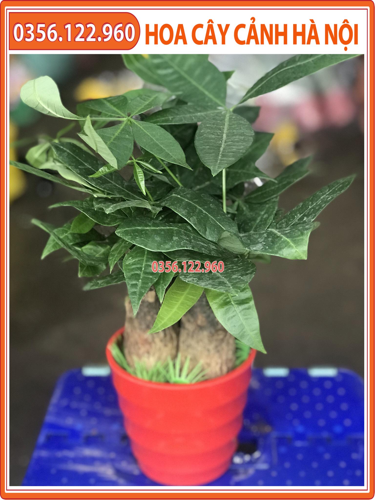 Chậu cây kim ngân để bàn 3 thân