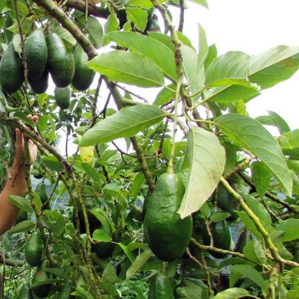 CÂY GIỐNG BƠ SÁP DA XANH