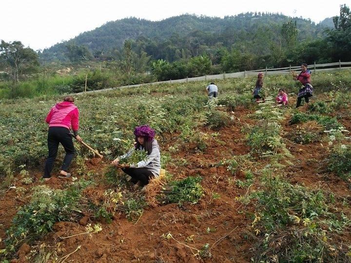 Sâm Đương Quy Sìn Hồ Lai Châu 1kg