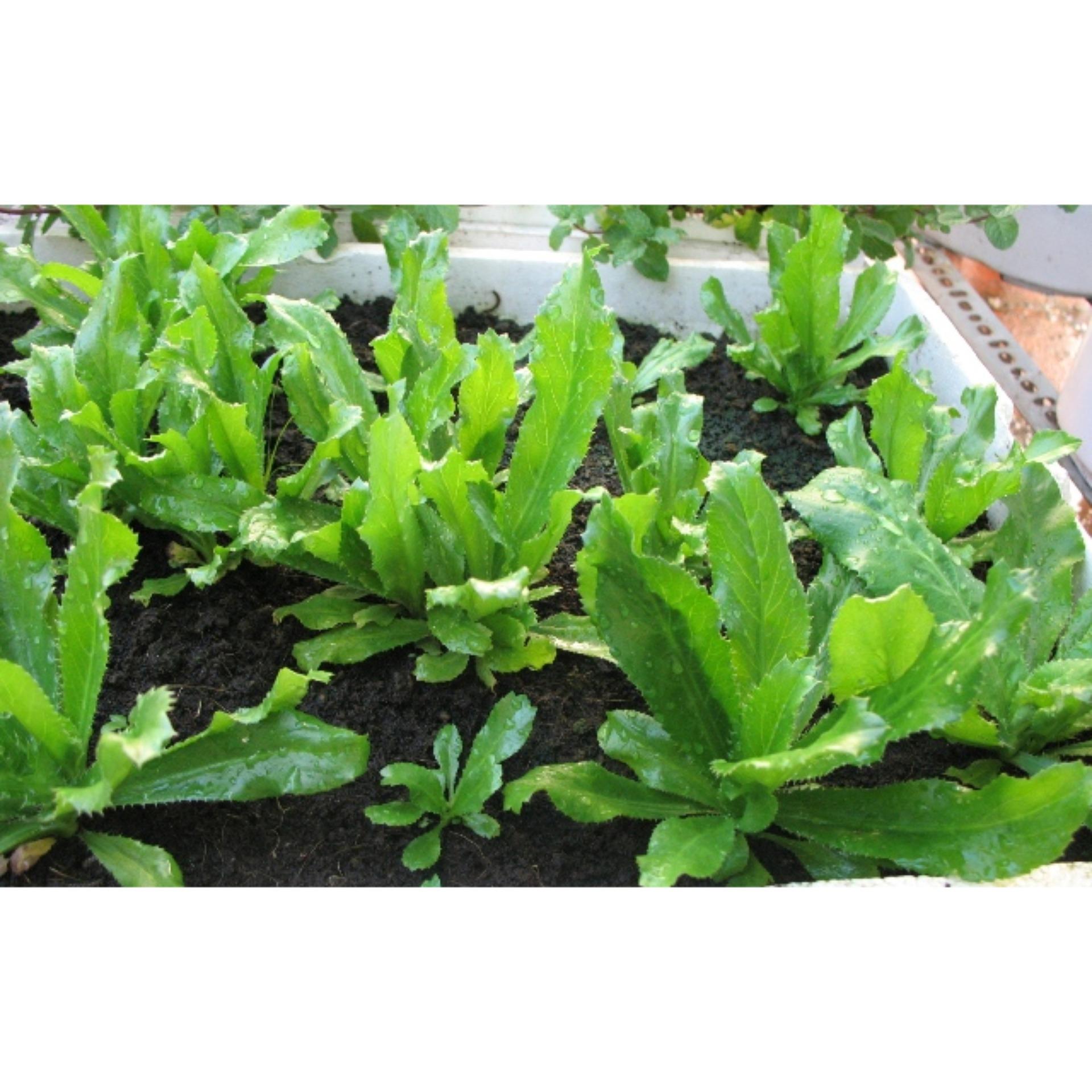 2g Hạt giống Ngò gai