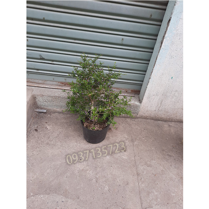 [HCM]CÂY LINH SAM -CAO TỪ 20-35 CM