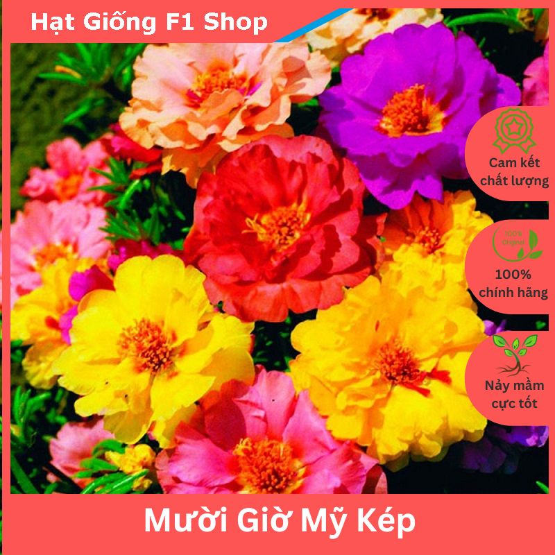 Hạt giống hoa mười giờ mỹ kép mix - 200h