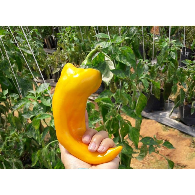 Hạt Giống Ớt Sừng Bò - 30 Hạt