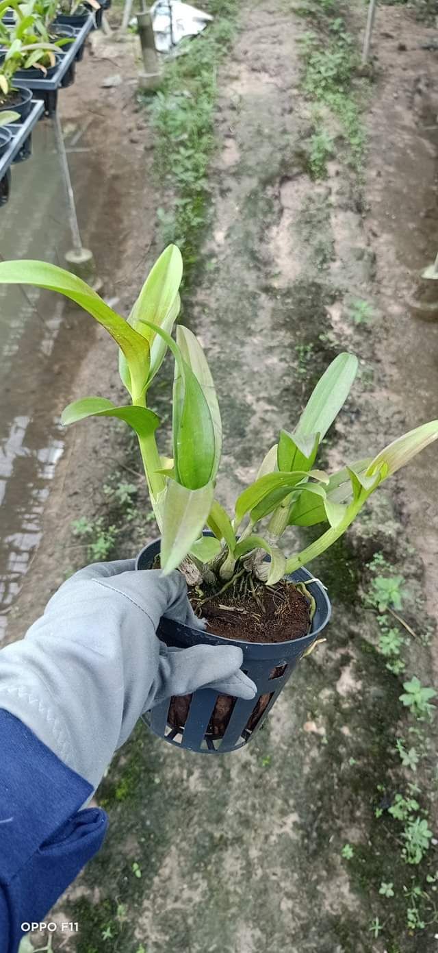 Denro nắng ngọc trai đen