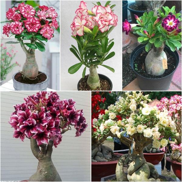 Hạt giống hoa sứ kép mix màu