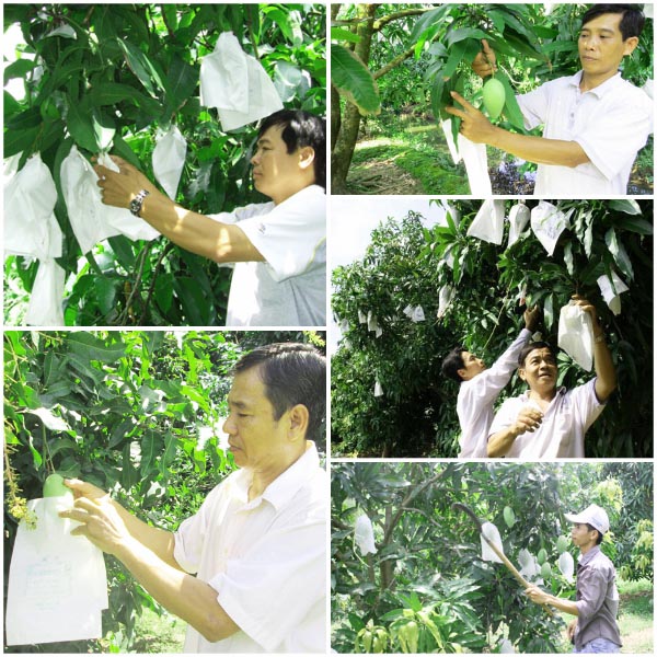 Combo  100  Túi Bọc Ổi Chất Lưọng may chắc chắn 18.20