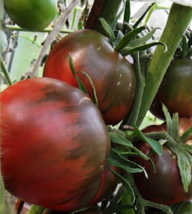 Hạt giống cà chua socola quả to - 10 hạt