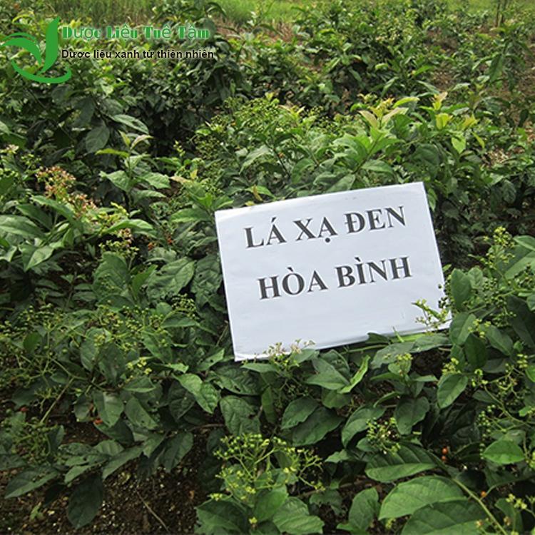 1kg Cây Xạ Đen Hòa Bình