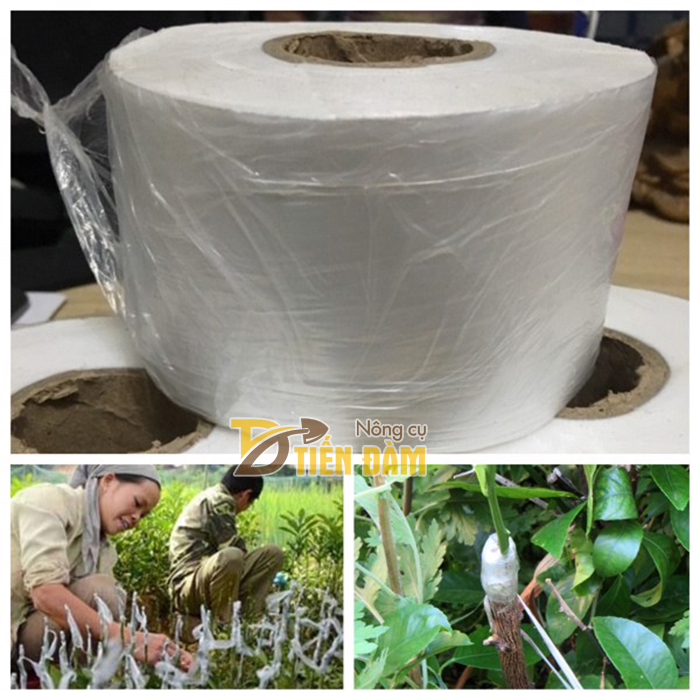 Cuộn băng ghép cây tự hủy bản 8 cm