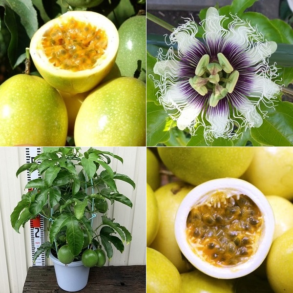 Hạt giống chanh dây Thuận Điền 0.5g ( 20 hạt )