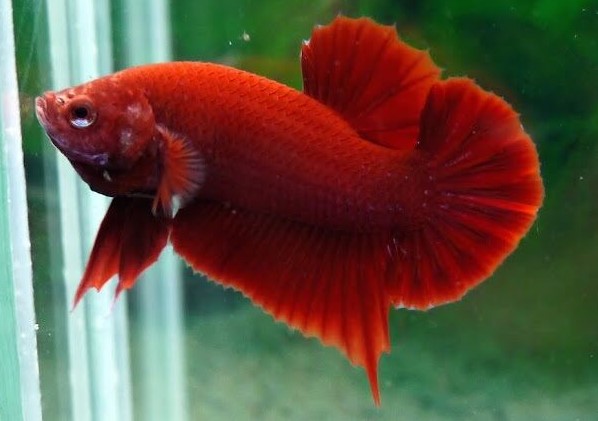 Betta Trống Super Red