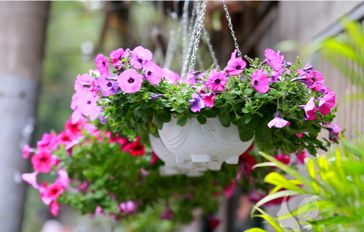 Hạt giống Hoa dạ yên thảo