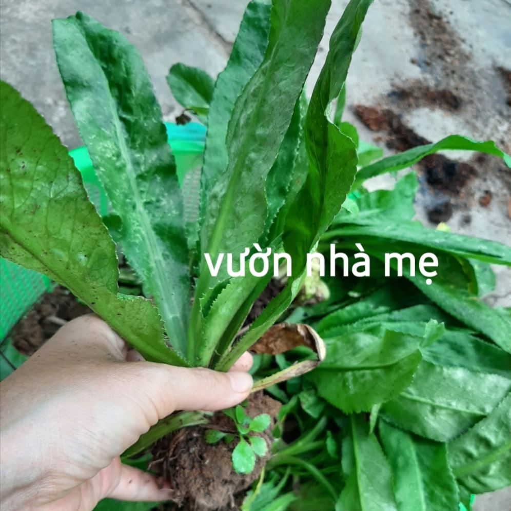 chậu 3 cây gia vị ngò gai ( ngò tàu)