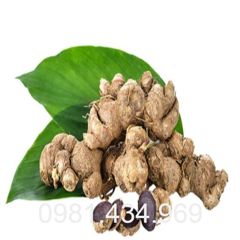 Gừng Đen (ngải đen) Tươi 01KG (Black Ginger) Chất