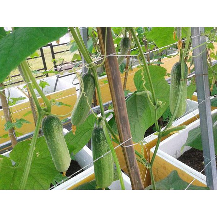 Hạt Giống Dưa Leo PN-636 Phú Nông - 1Gr