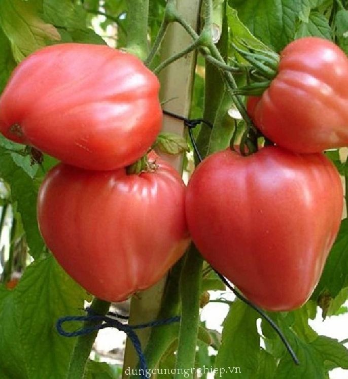 Hạt giống cà chua đỏ trái tim - gói 30 hạt