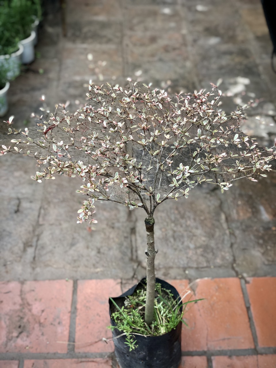 Cây bàng cẩm thạch Nhật Bản (Ảnh thật số 2).