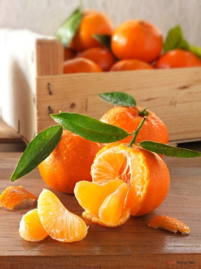 Cây giống Quýt đường Thái Lan. [ siêu sớm ]