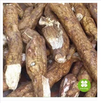 Cát căn (củ sắn dây) 1KG - EG381