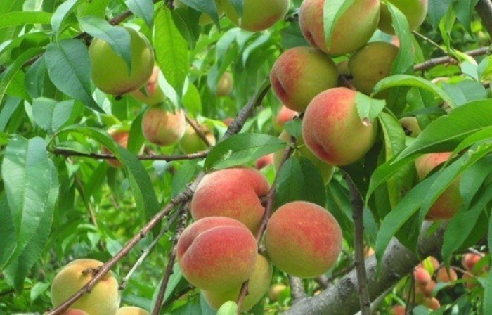 CÂY GIỐNG ĐÀO BÁT TIÊN