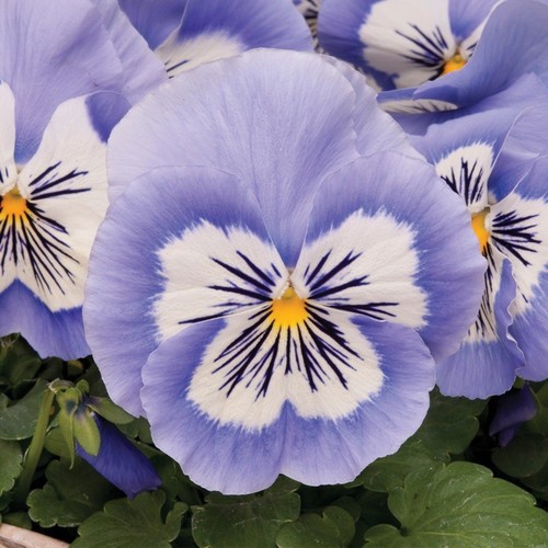Hạt giống hoa pansy mix Viola - 100 hạt