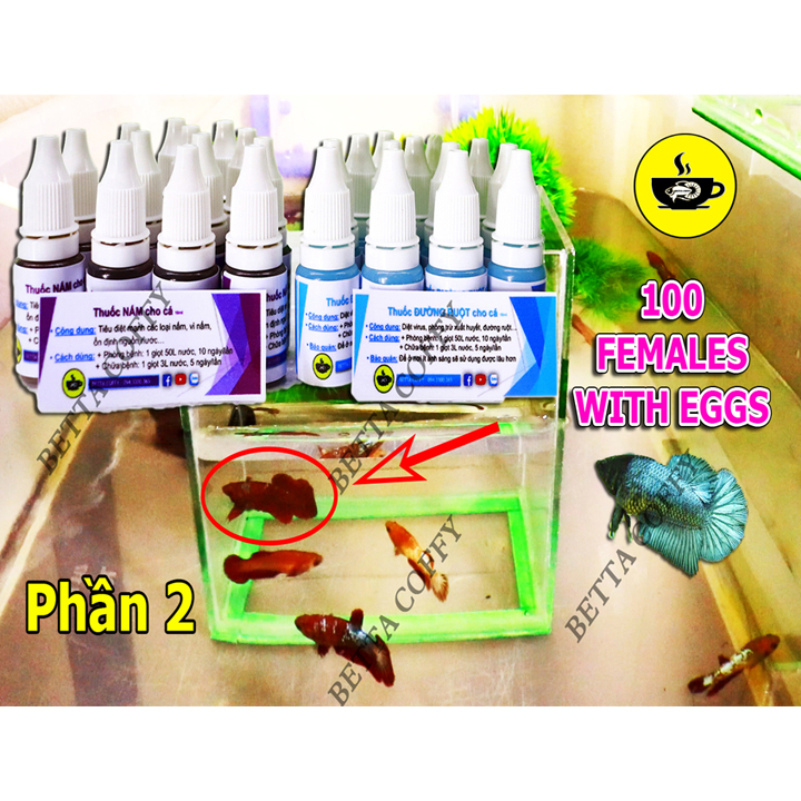 Thức ăn Cao Cấp dành cho 7 Màu và Betta | Cám CC Red 🐠🐓🐣🦐