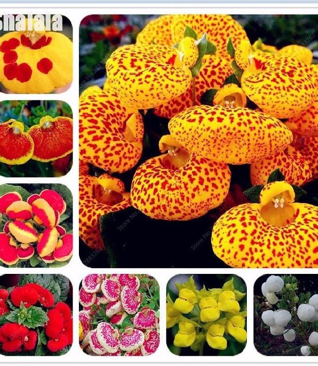 Hạt Giống Hoa Huyền Sâm Nhiều Màu - Gói 20 hạt