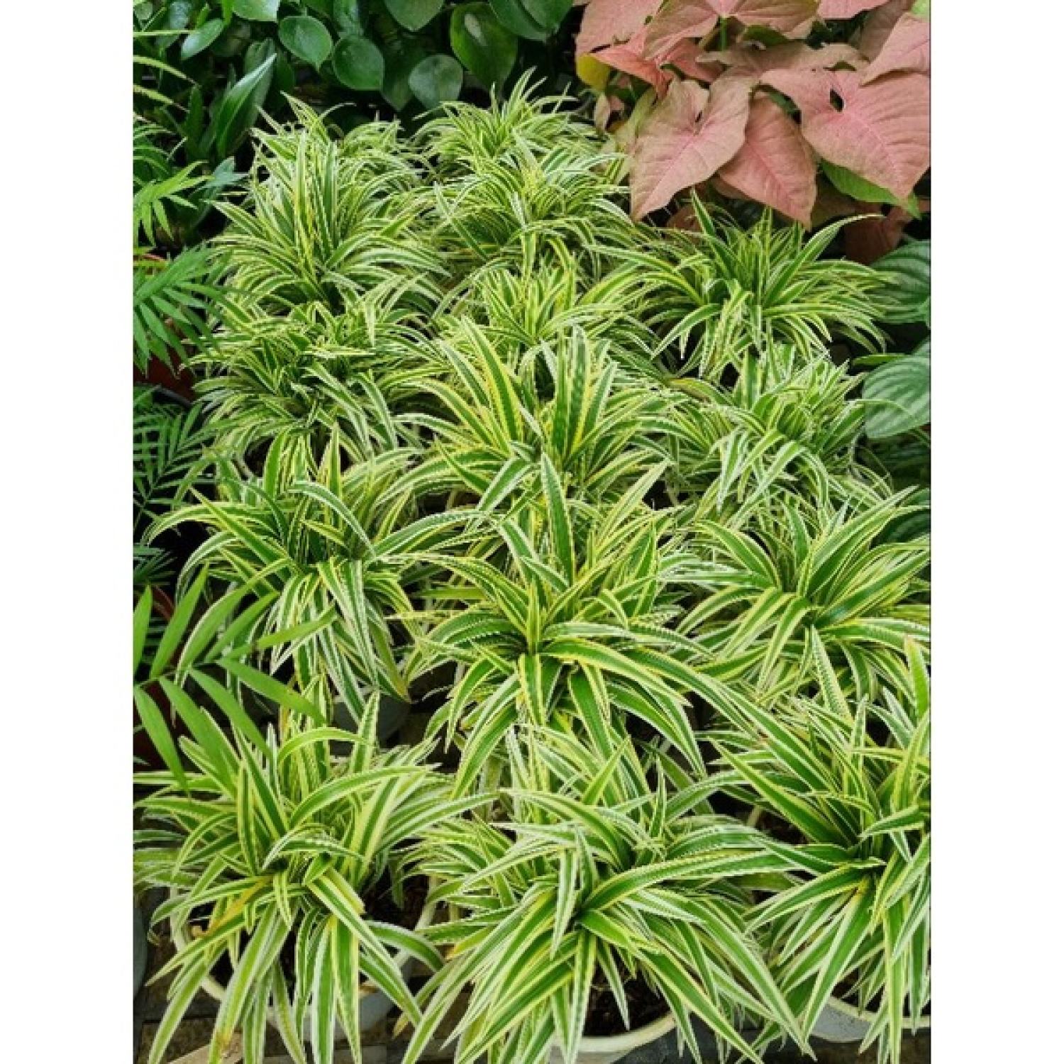 Cây cỏ lan chi vàng - giống mới