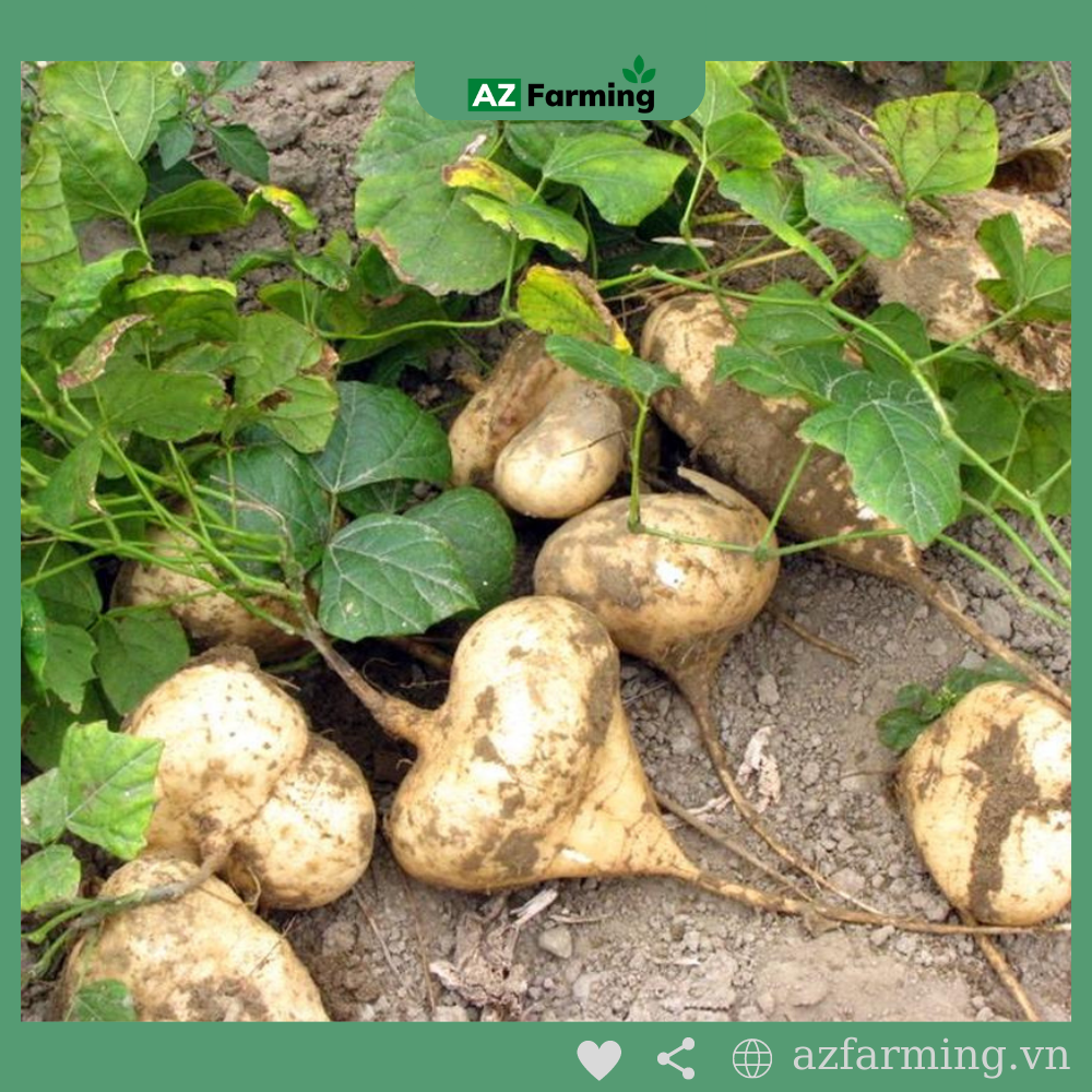 Hạt Giống Củ Sắn (Củ Đậu) - Gói 50 Hạt - AZ Farming
