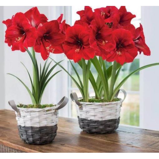 [HCM]Củ lan huệ cho hoa màu đỏ nhung - Trang Flowers