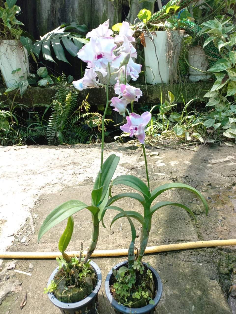 HOA LAN DEN LAI CAT BC