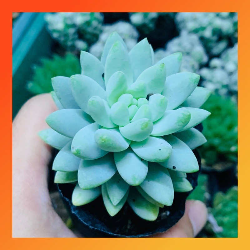 SEN ĐÁ CHUỖI NGỌC LAM SIZE BÉ LỖI 1 ĐỔI 1