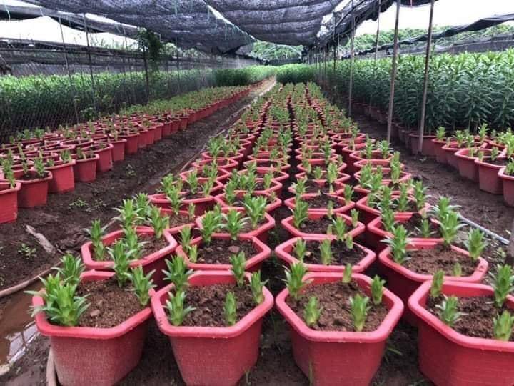 CỦ LY CAO THƠM KÉP NHẬP KHẨU HÀ LAN ĐỦ MÀU SẮC
