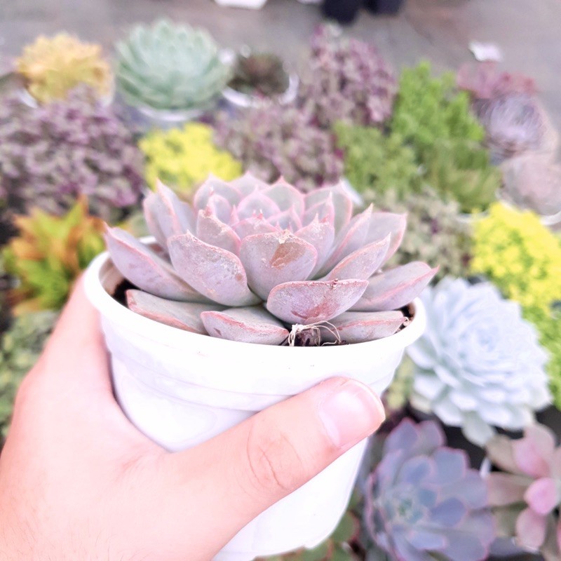SEN ĐÁ HỒNG CÁNH CỨNG SIZE TRUNG BÌNH LỖI 1 ĐỔI 1